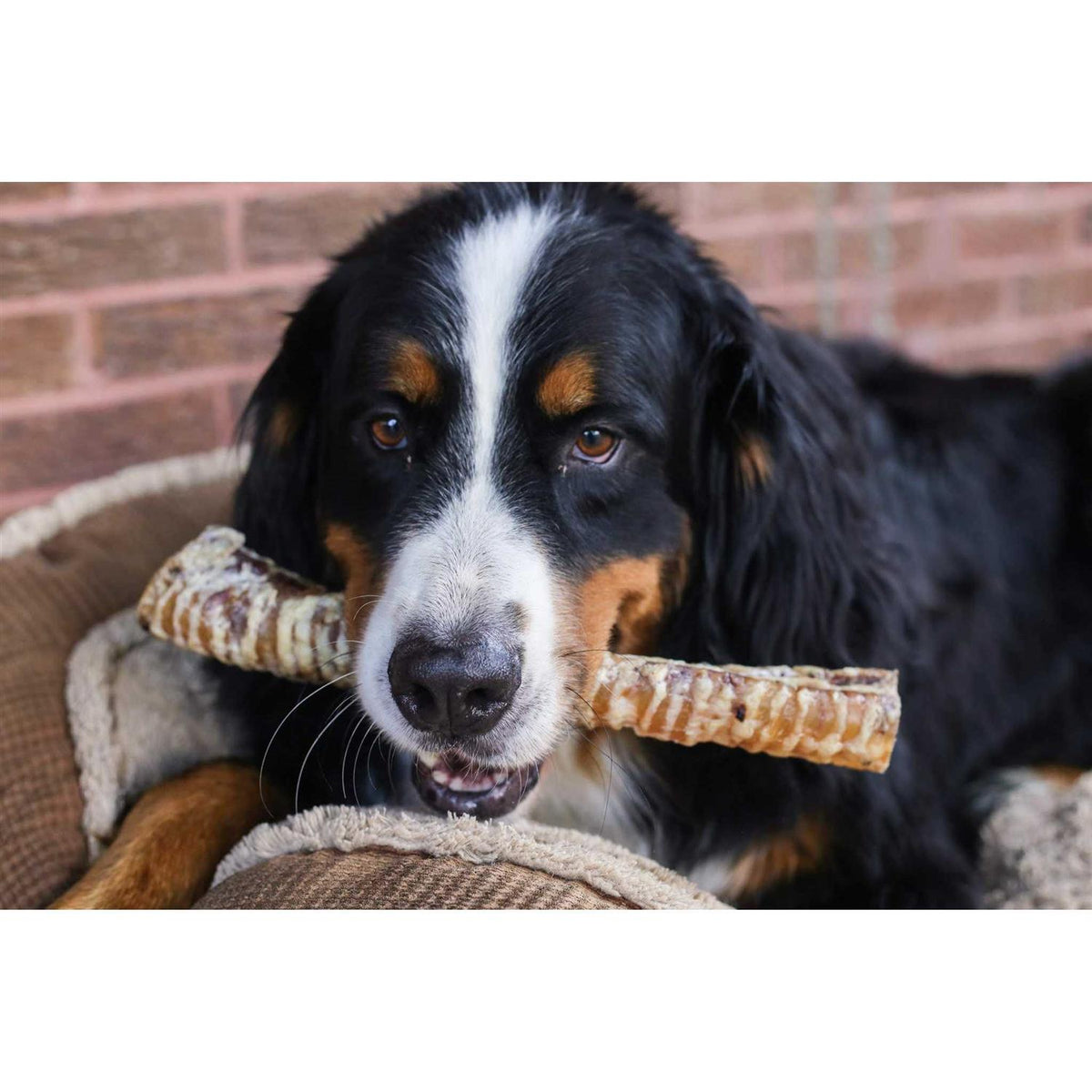 12 Beef Trachea Dog Treats T844941