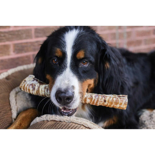 12 Beef Trachea Dog Treats T844941