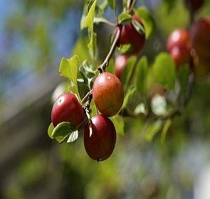 Self Pollinating Live Fruit Tree Q834135