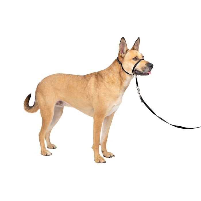 Gentle Leader Headcollar Q198556