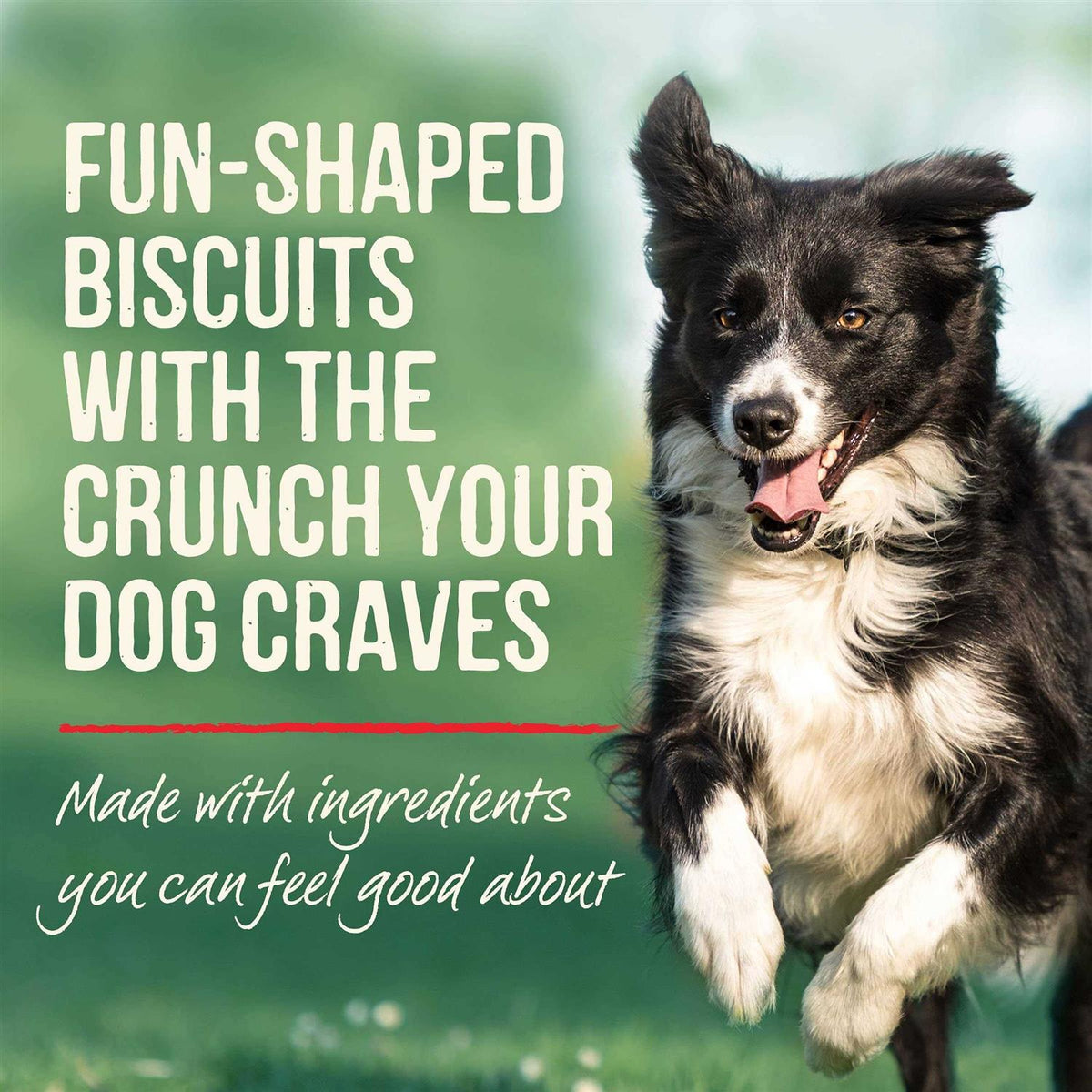 Oven Baked Dog Treats G84499