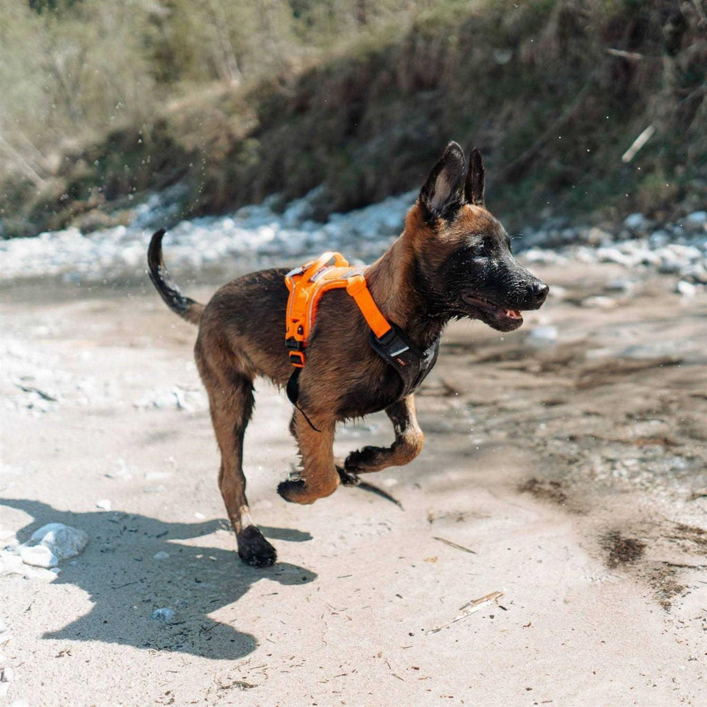 Dog Harness J76512