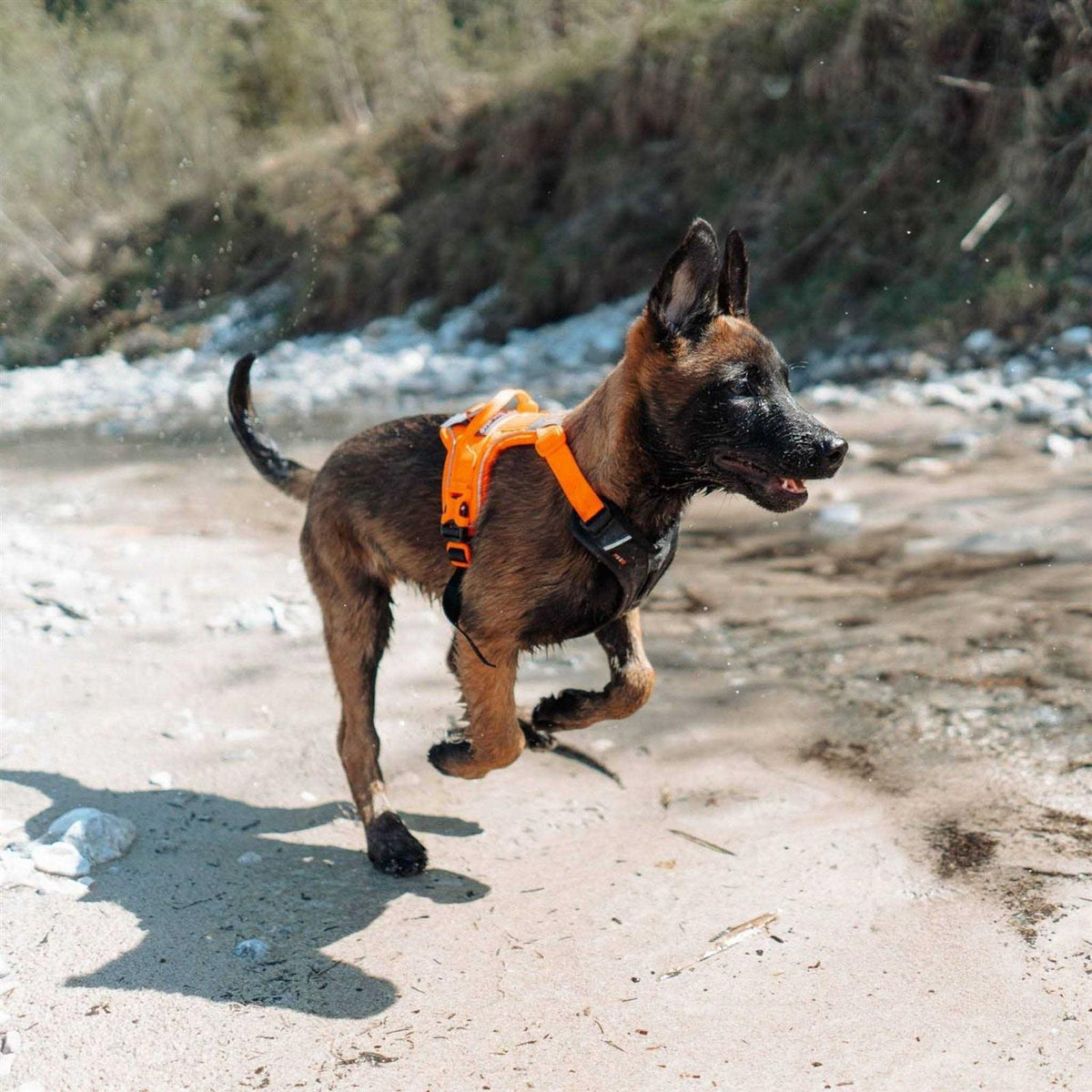 Dog Harness J76512