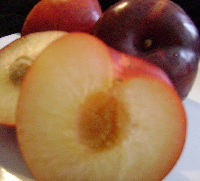 Self Pollinating Live Fruit Tree Q834135