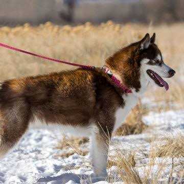 Leash Q604