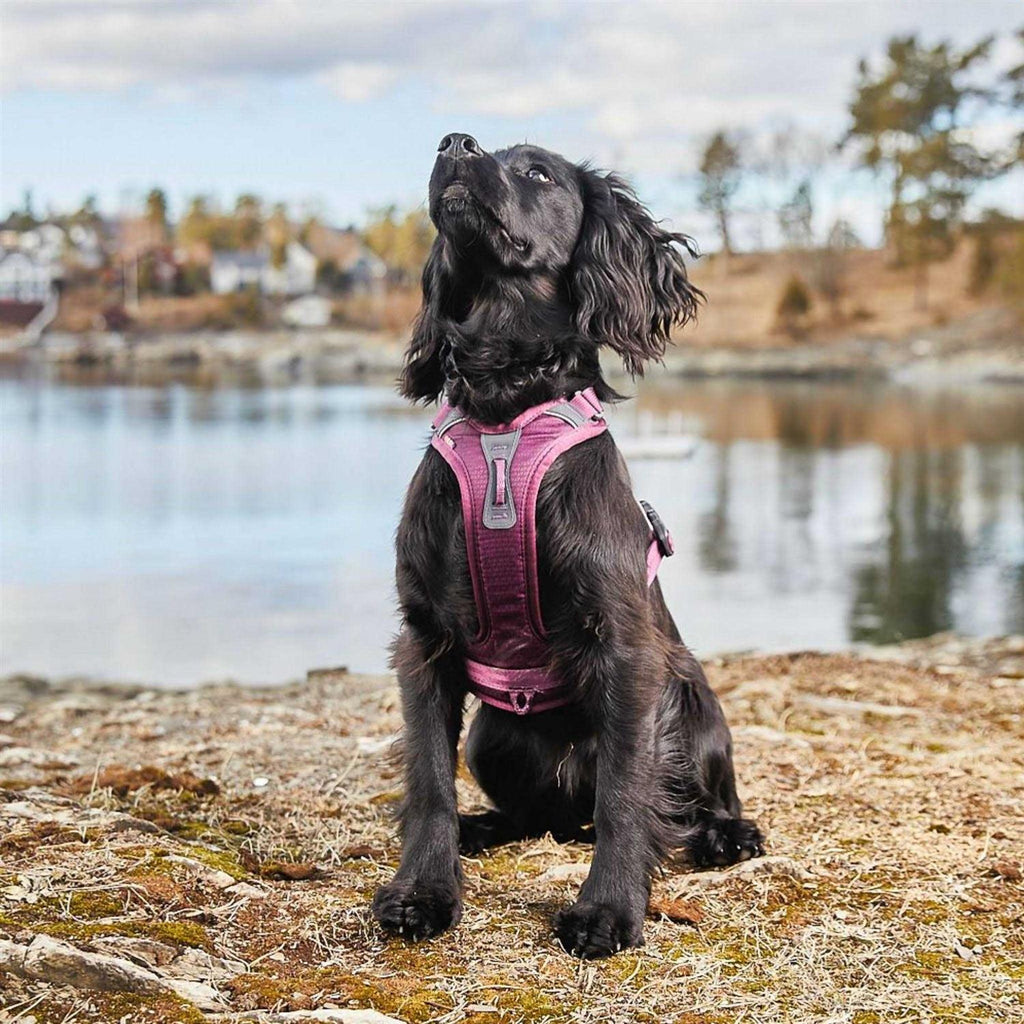 Dog Harness J76512