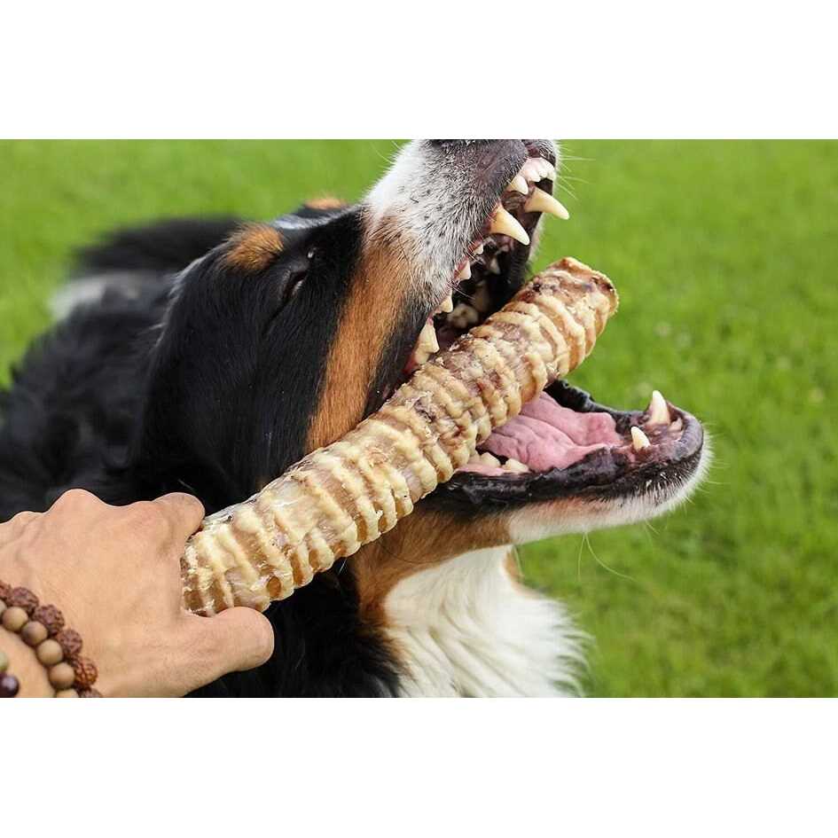 12 Beef Trachea Dog Treats T844941