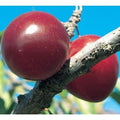 Self Pollinating Live Fruit Tree Q834135