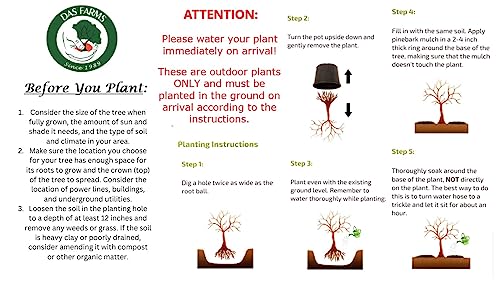 Self Pollinating Live Fruit Tree Q834135