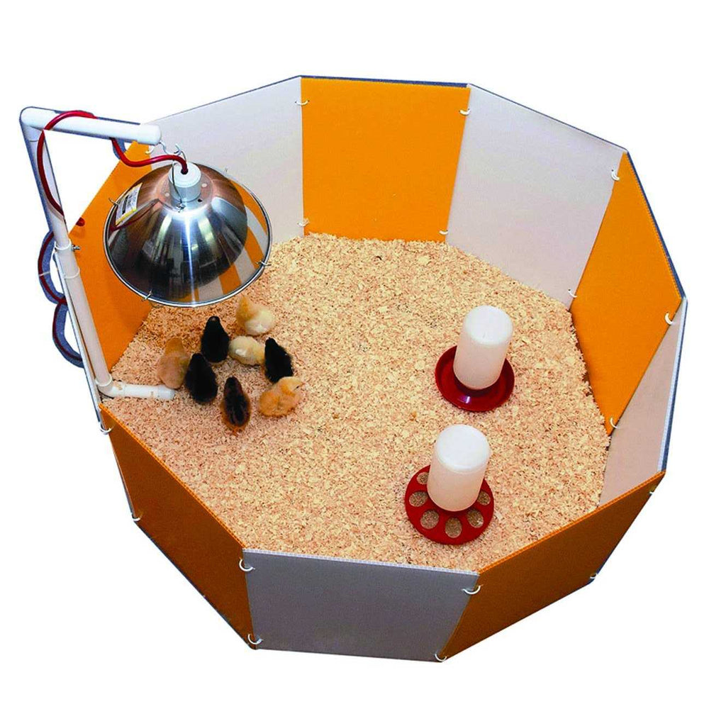 Baby Chick Starter Home P67749