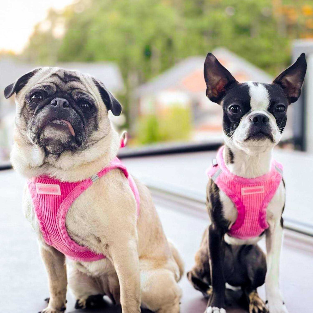 Step-In Plush Dog Harness B207148