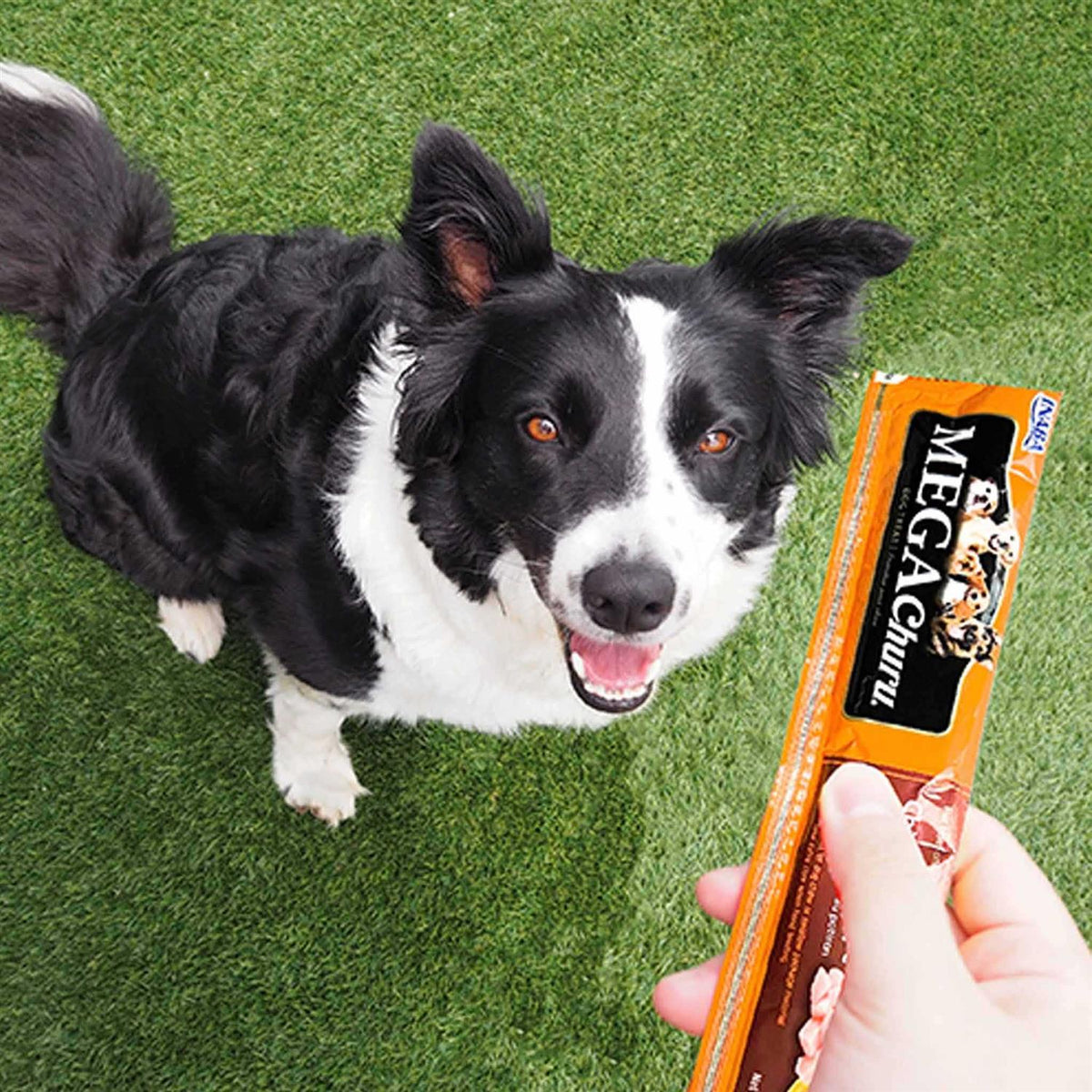 Chicken Flavored Grain-Free Dog Treats S54341