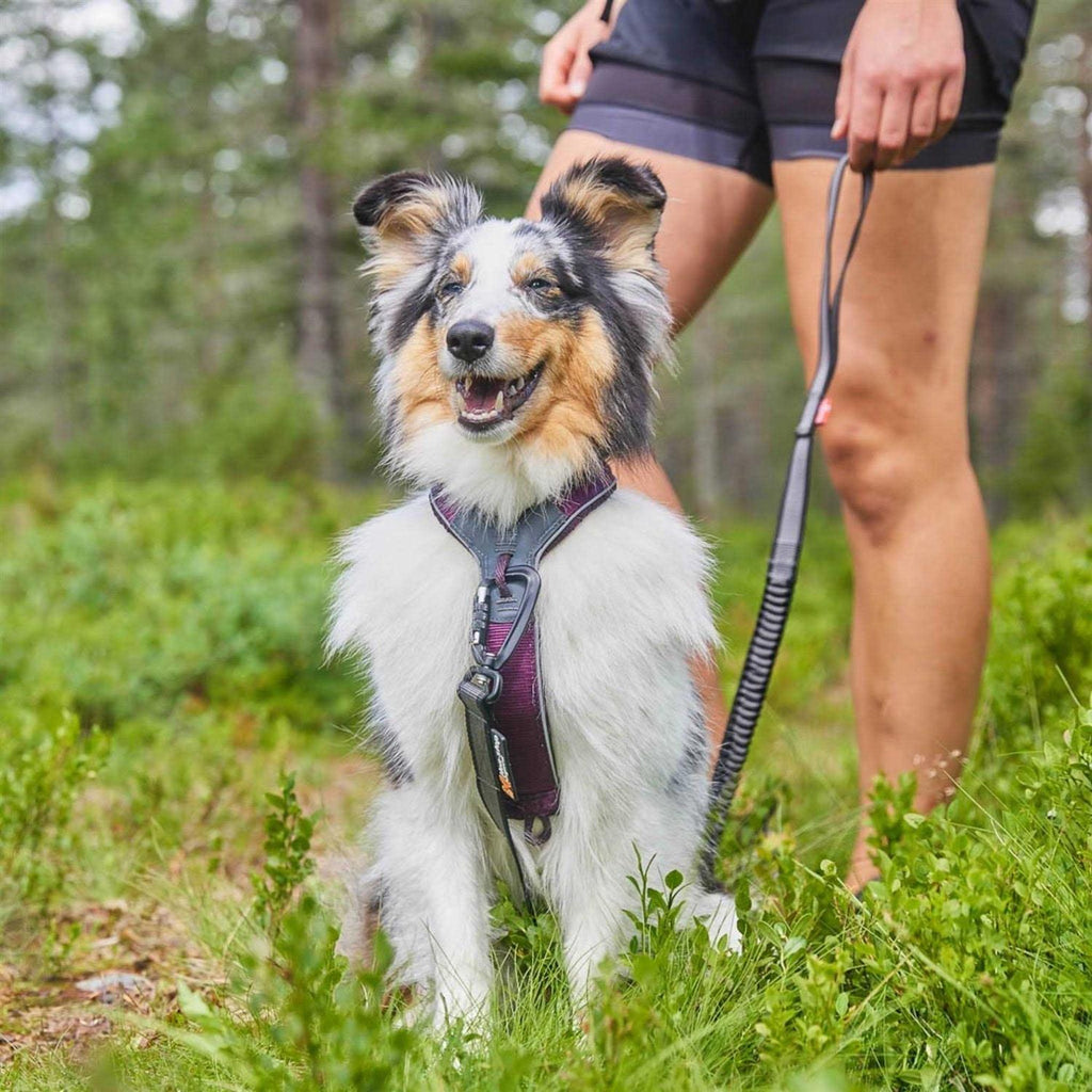 Dog Harness P5405