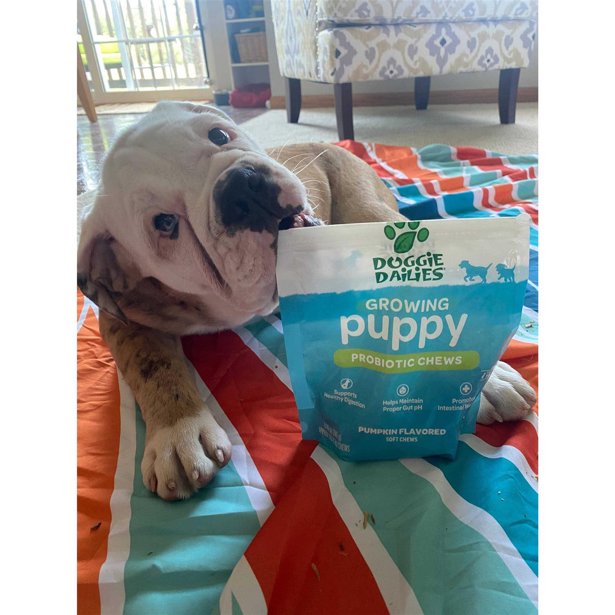 Puppy Probiotic with Digestive Enzymes A957